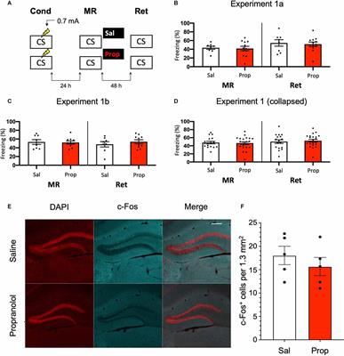 Interfering With Contextual Fear Memories by Post-reactivation Administration of Propranolol in Mice: A Series of Null Findings